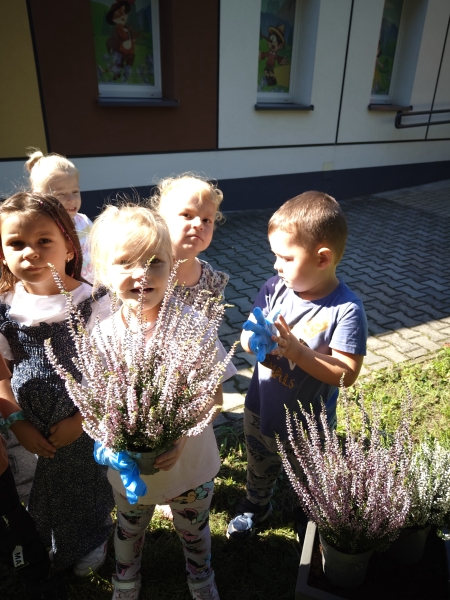 Sadzenie wrzosów