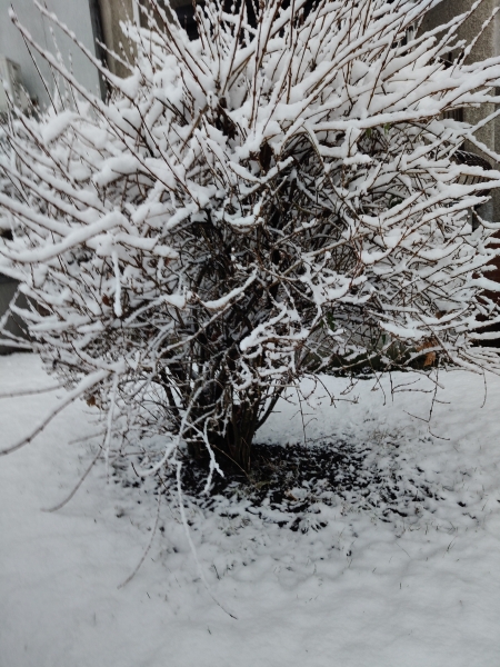 Czy śnieg jest czysty?